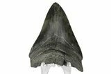 Bargain, Fossil Megalodon Tooth - Serrated Blade #169325-1